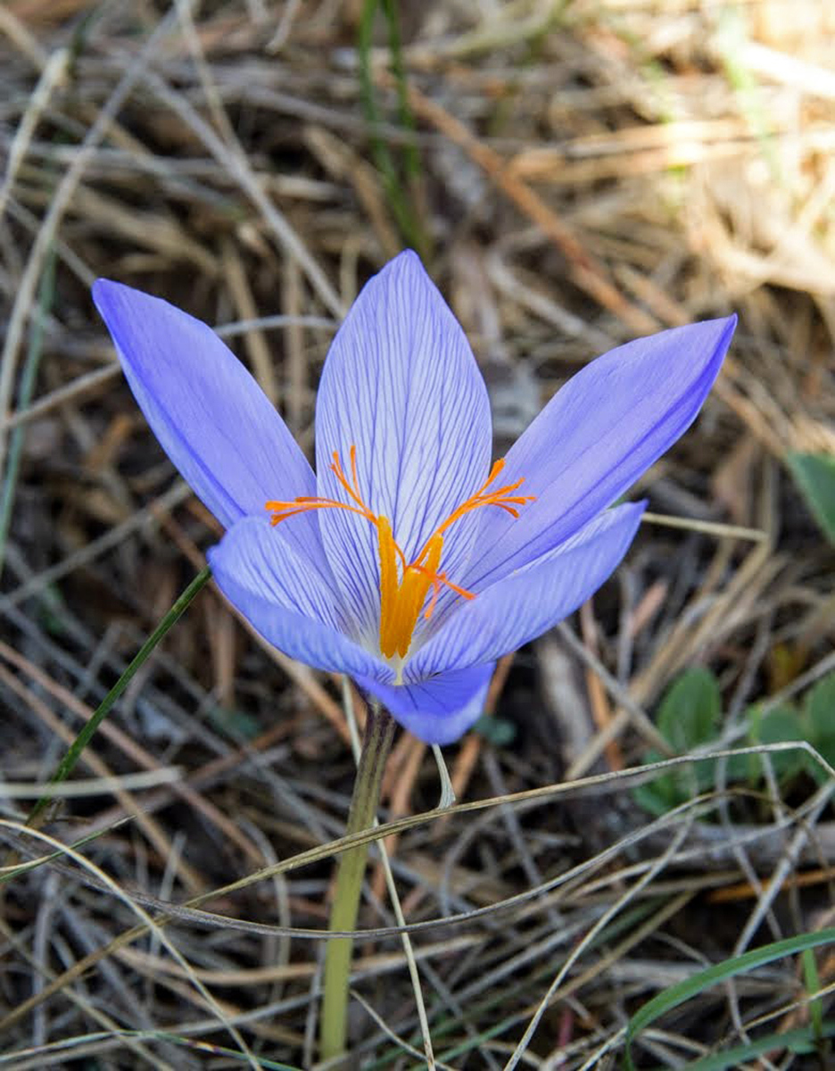 Изображение особи Crocus speciosus.