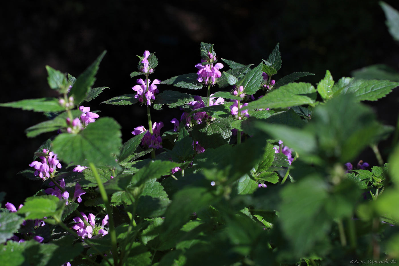 Image of Lamium maculatum specimen.