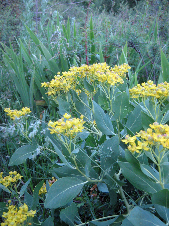 Image of Haplophyllum latifolium specimen.