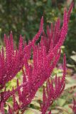 Amaranthus cruentus. Соцветия. Краснодарский край, г. Сочи, Центральный р-н, в культуре. 18.08.2018.