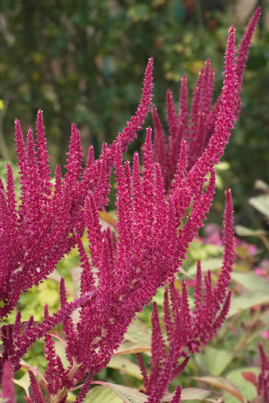 Изображение особи Amaranthus cruentus.