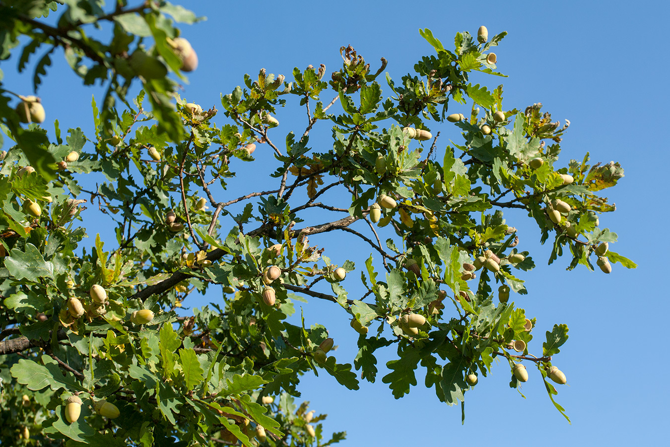 Image of Quercus robur specimen.