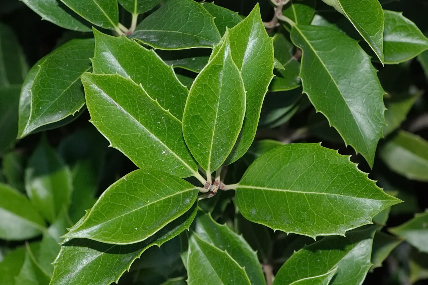 Image of Osmanthus &times; fortunei specimen.