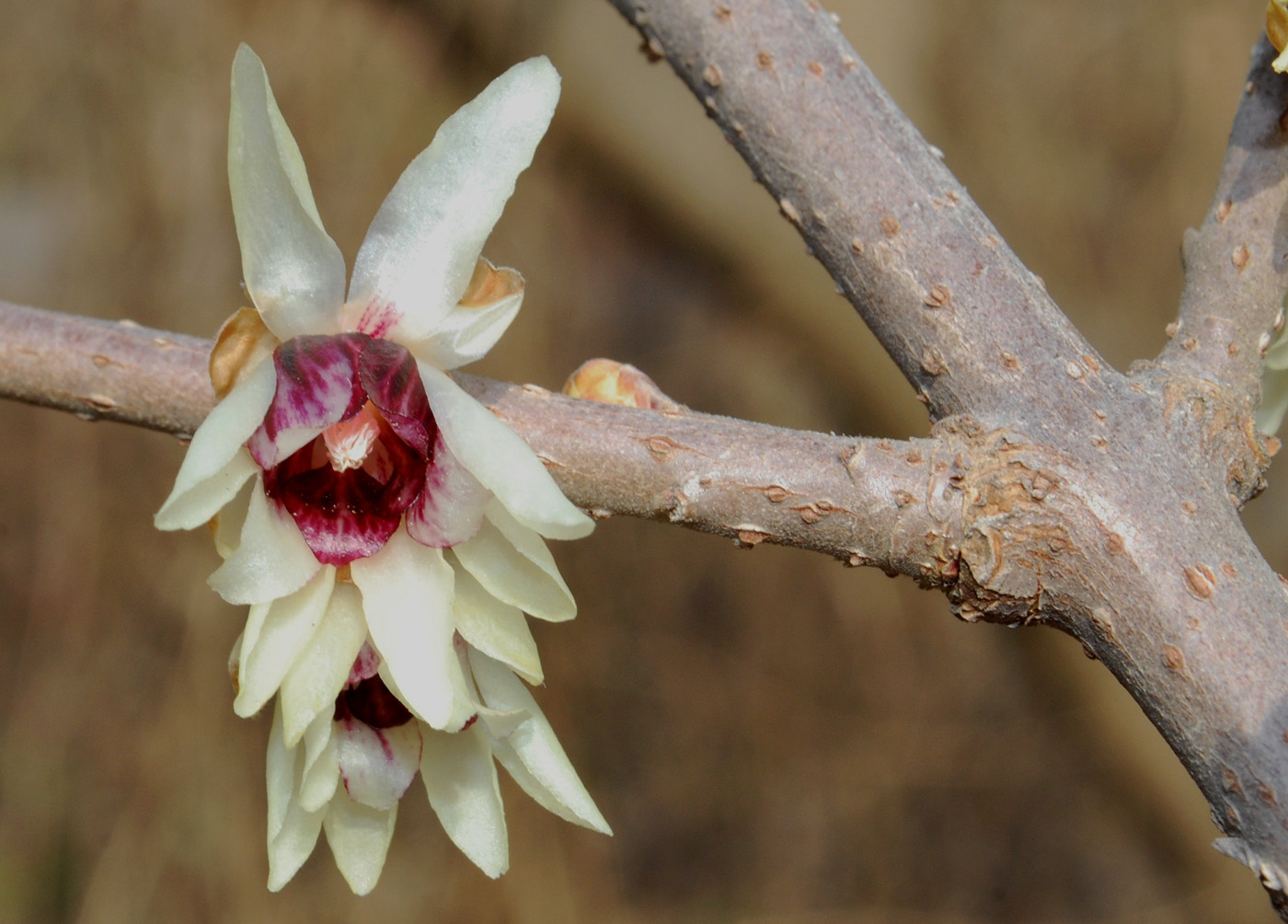 Изображение особи Chimonanthus praecox.
