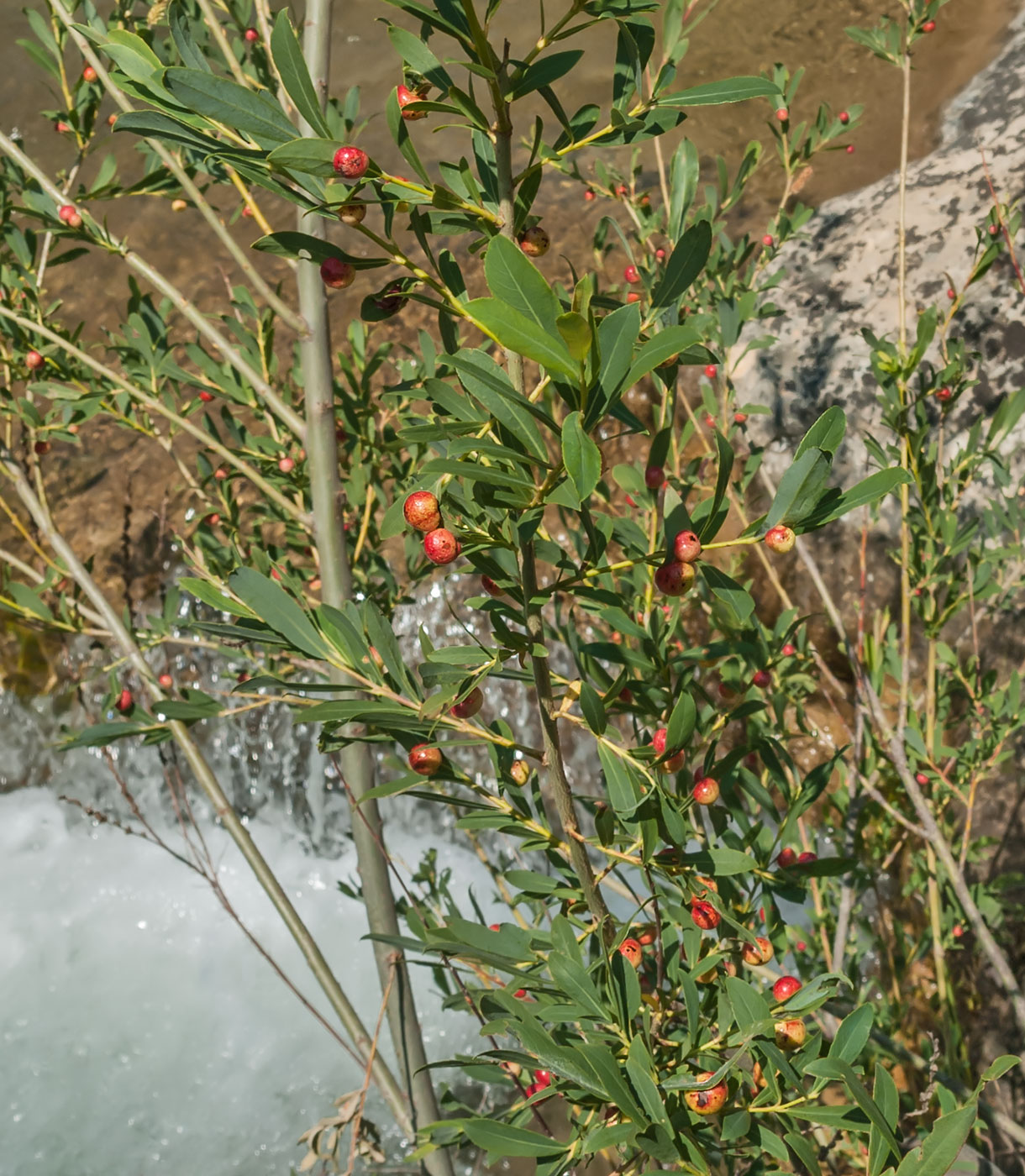 Image of Salix purpurea specimen.