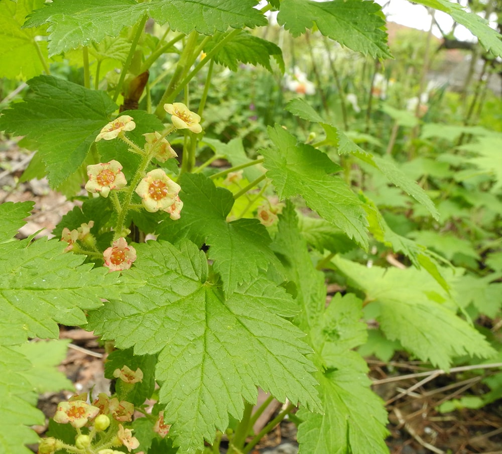 Изображение особи Ribes sachalinense.