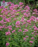 Centranthus ruber