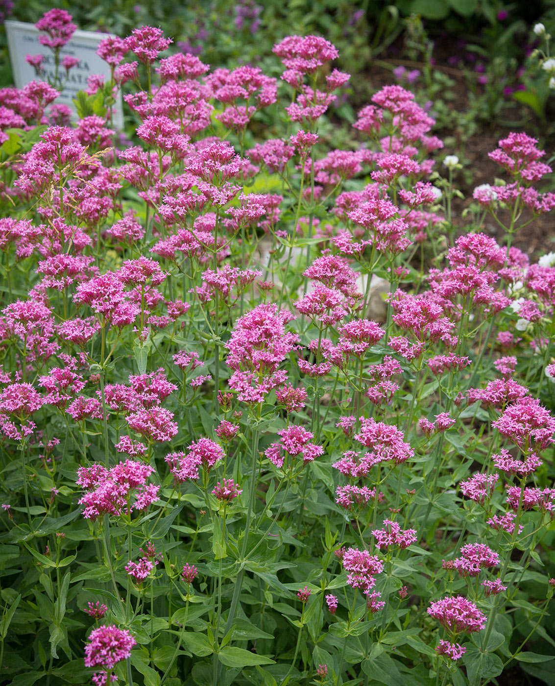 Изображение особи Centranthus ruber.