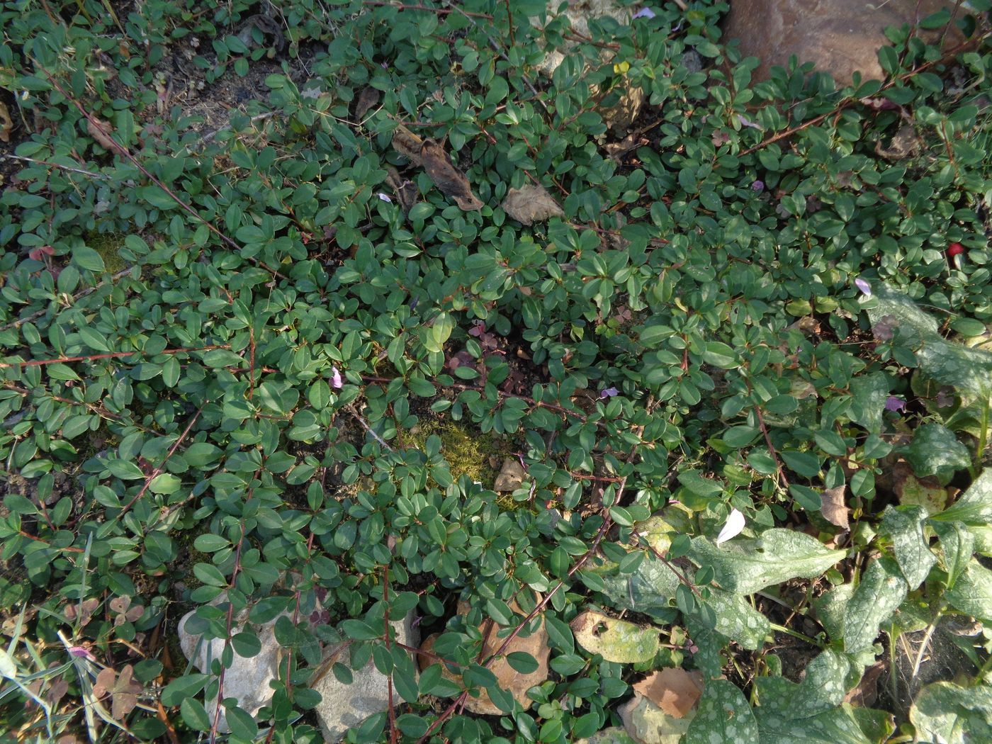 Image of genus Cotoneaster specimen.