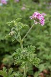 Pelargonium graveolens