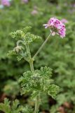 Pelargonium graveolens. Верхушка растения с раскрывшимся и нераскрывшимися соцветиями. Испания, Каталония, г. Барселона, гора Монжуик, в культуре. 30.03.2019.