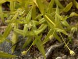 Stellaria calycantha