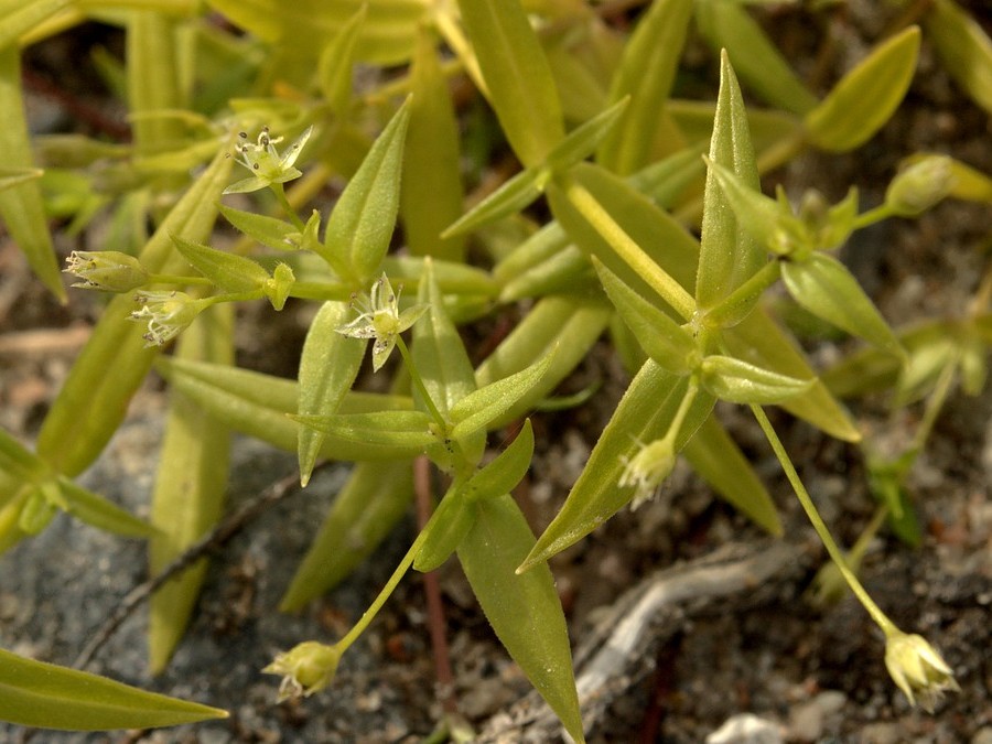 Изображение особи Stellaria calycantha.