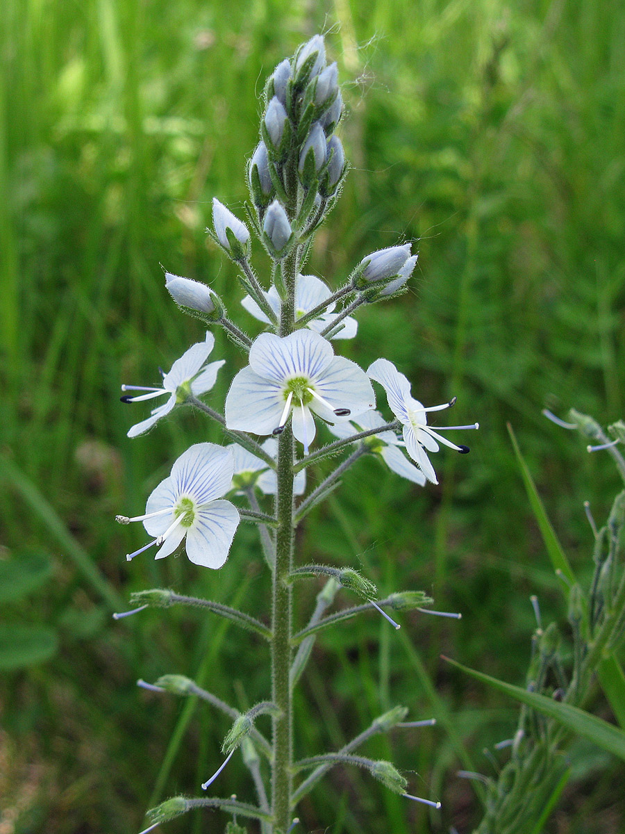 Image of Veronica gentianoides specimen.