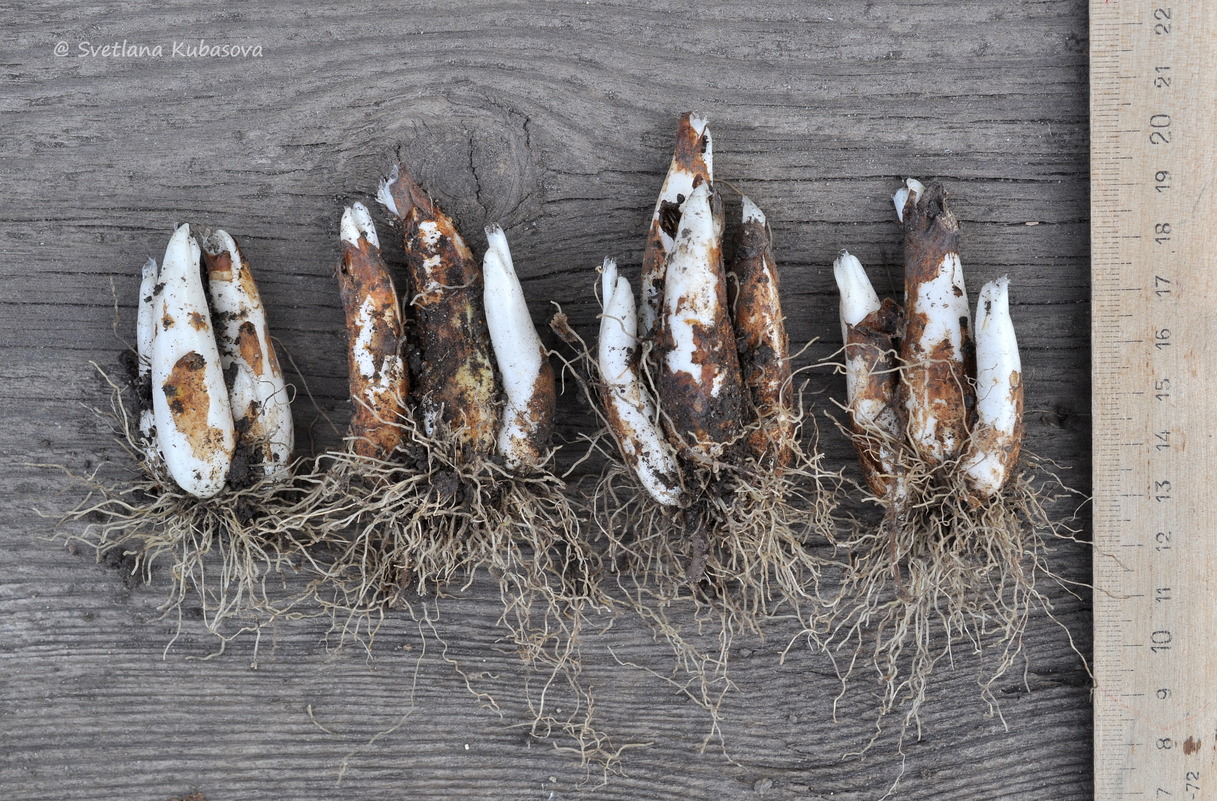 Image of Erythronium sibiricum specimen.