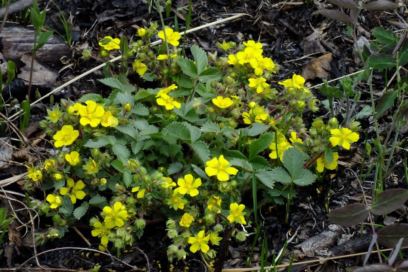 Image of Potentilla fragarioides specimen.