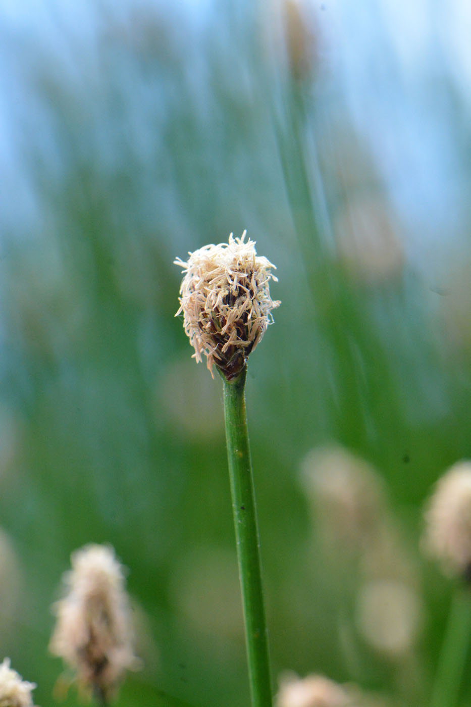 Изображение особи Eleocharis palustris.