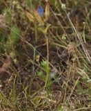 Gentiana olivieri