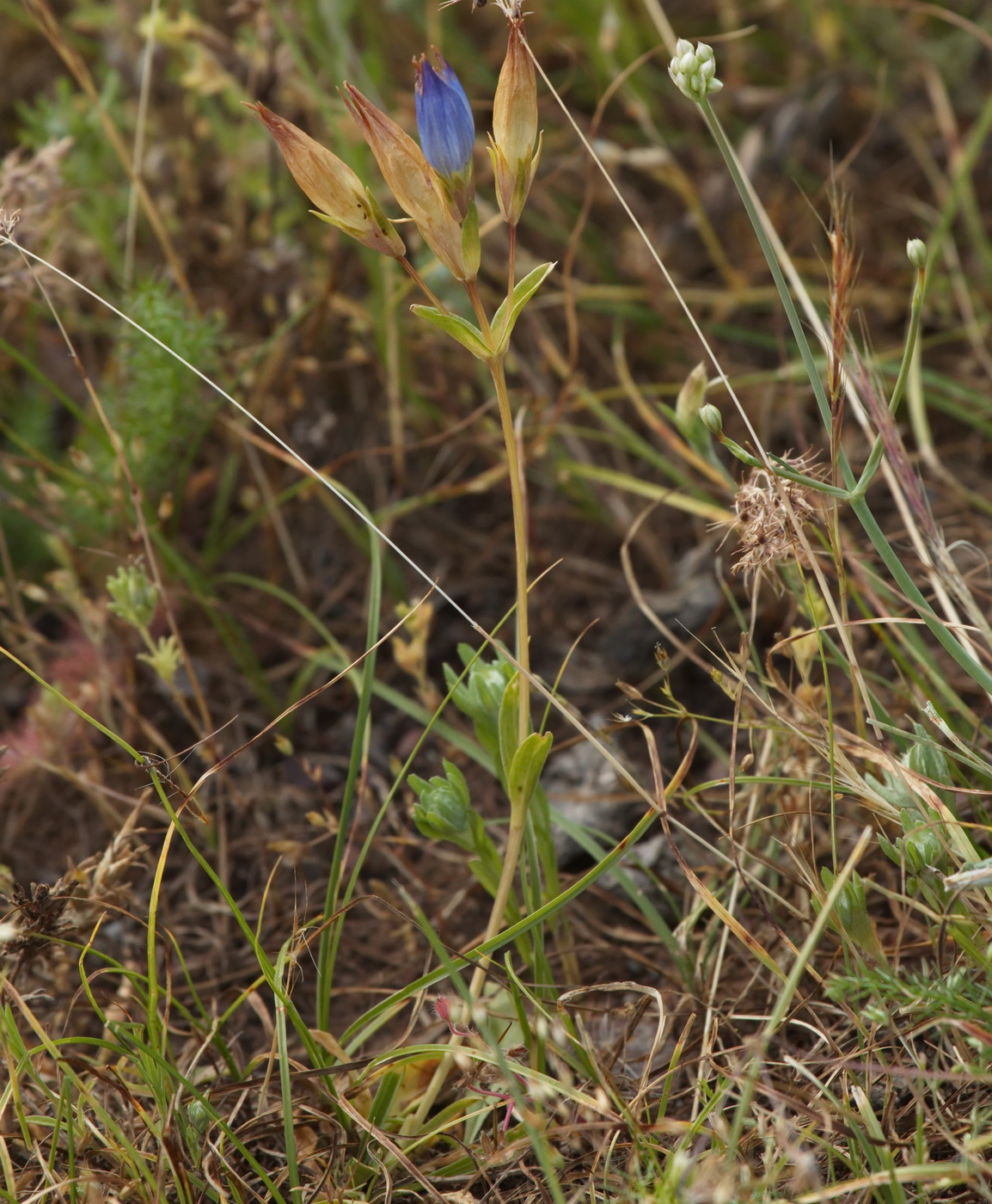 Изображение особи Gentiana olivieri.