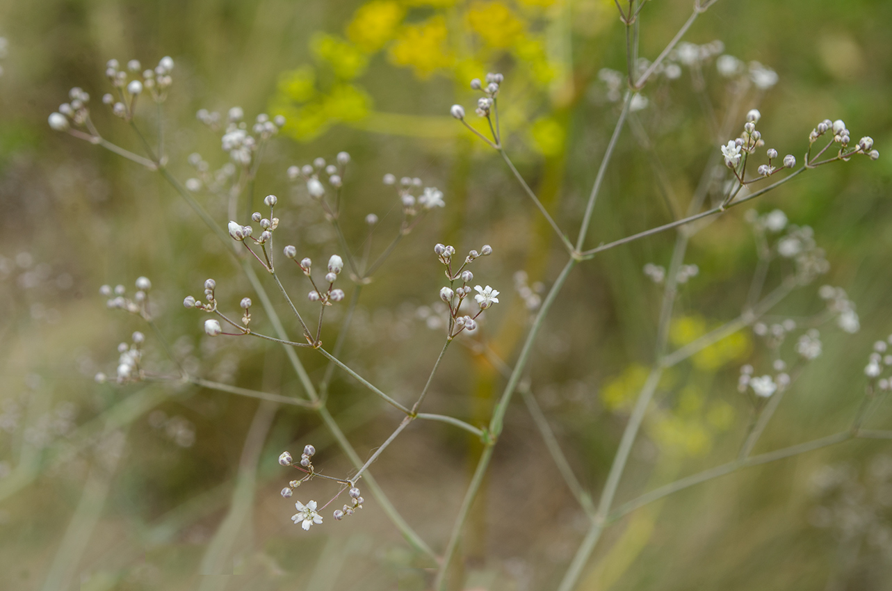 Изображение особи Gypsophila altissima.