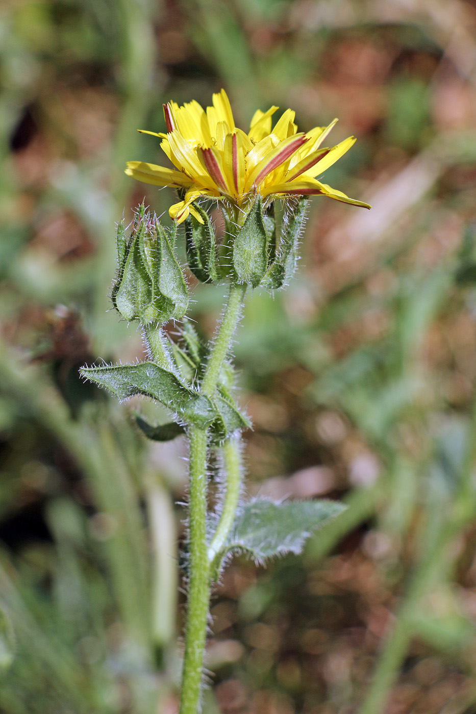 Image of Helminthotheca echioides specimen.