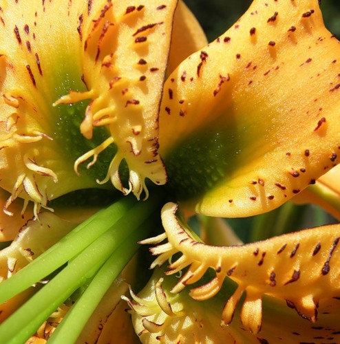 Изображение особи Lilium henryi.