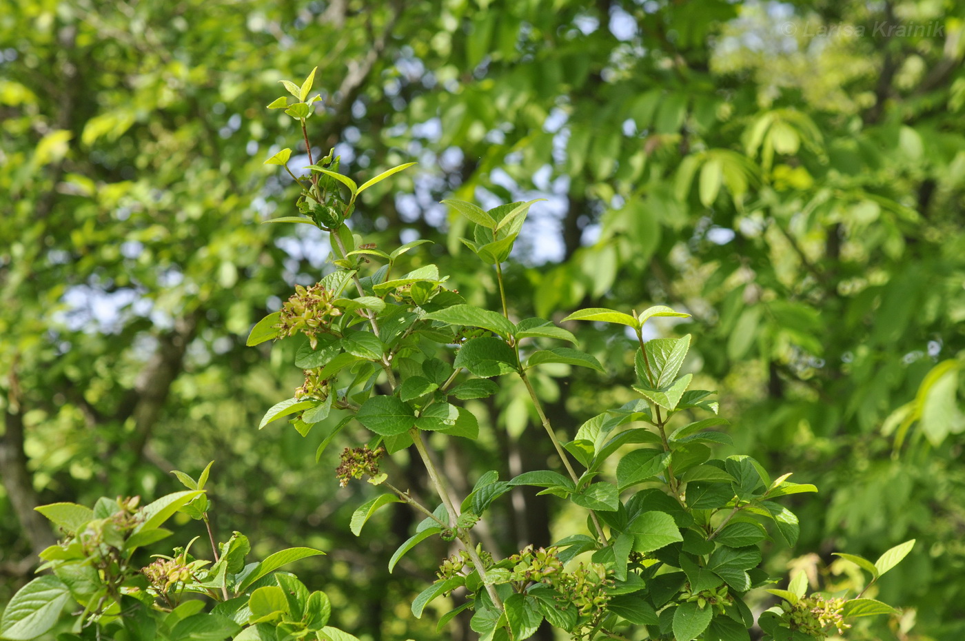 Image of Viburnum burejaeticum specimen.