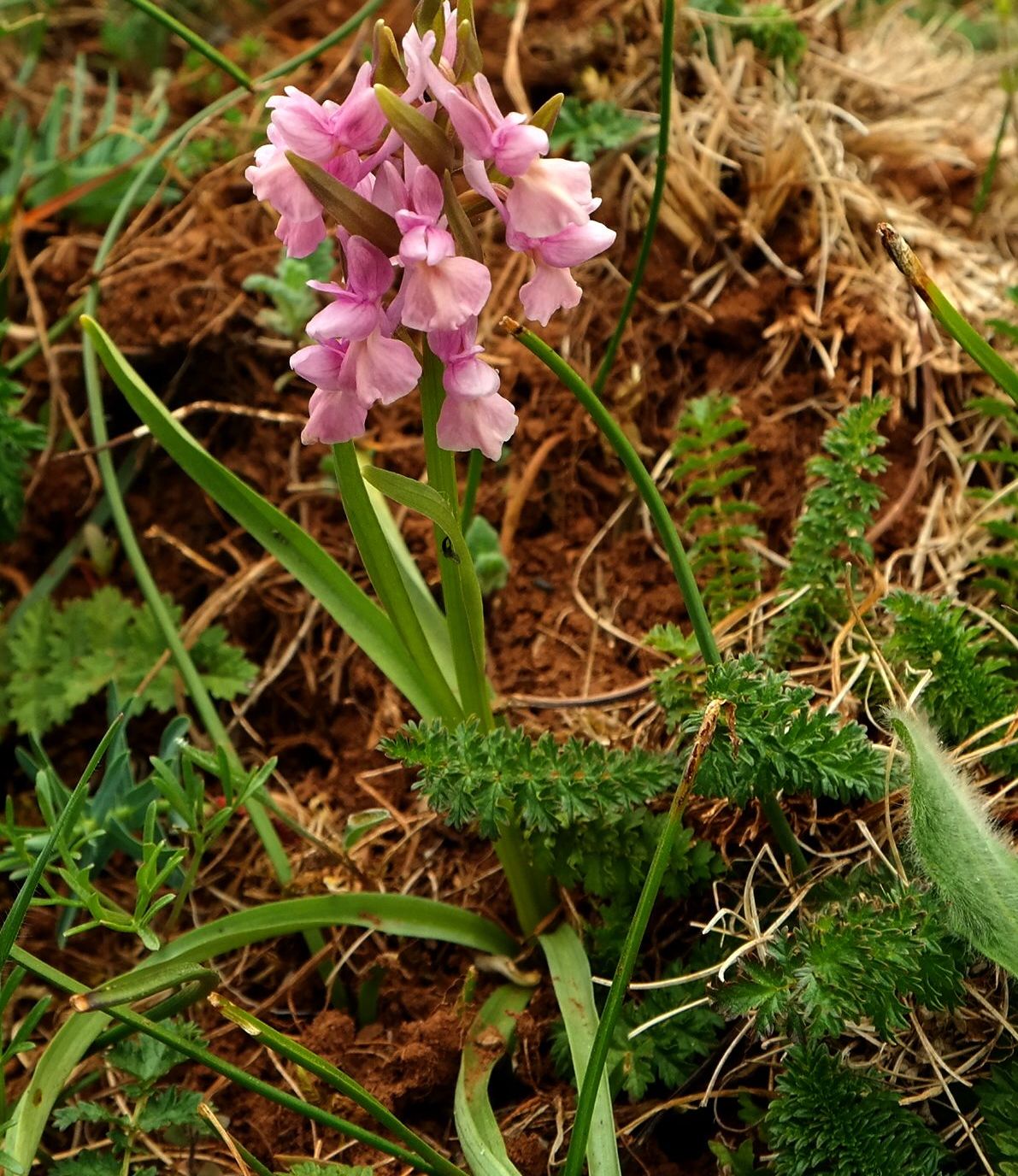 Изображение особи Dactylorhiza romana.