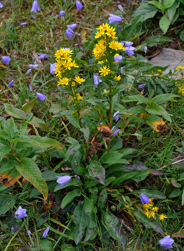 Изображение особи Solidago virgaurea.