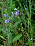 Lactuca tatarica. Общее соцветие. Челябинская обл., Аргаяшский р-н, берег оз. Увильды, заросли кустарников у воды. 04.08.2019.