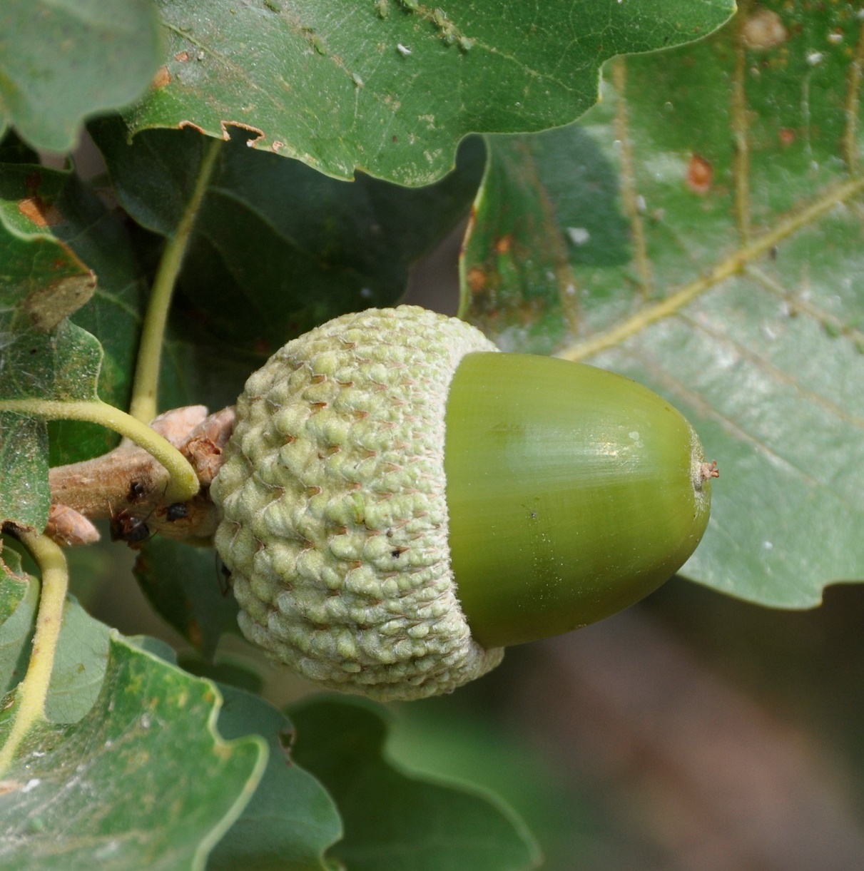 Image of Quercus infectoria ssp. veneris specimen.