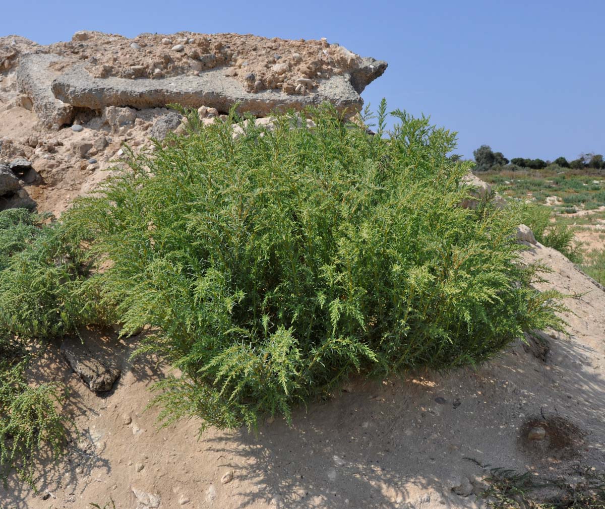 Image of Suaeda vera specimen.