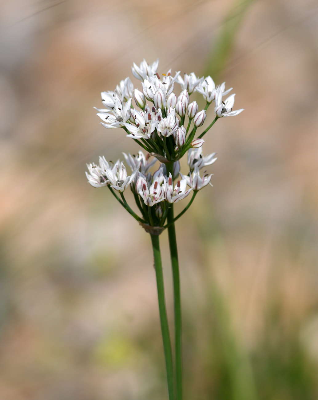 Image of Allium ramosum specimen.