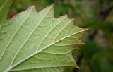 Viburnum opulus