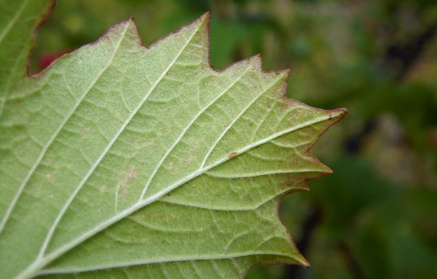 Image of Viburnum opulus specimen.