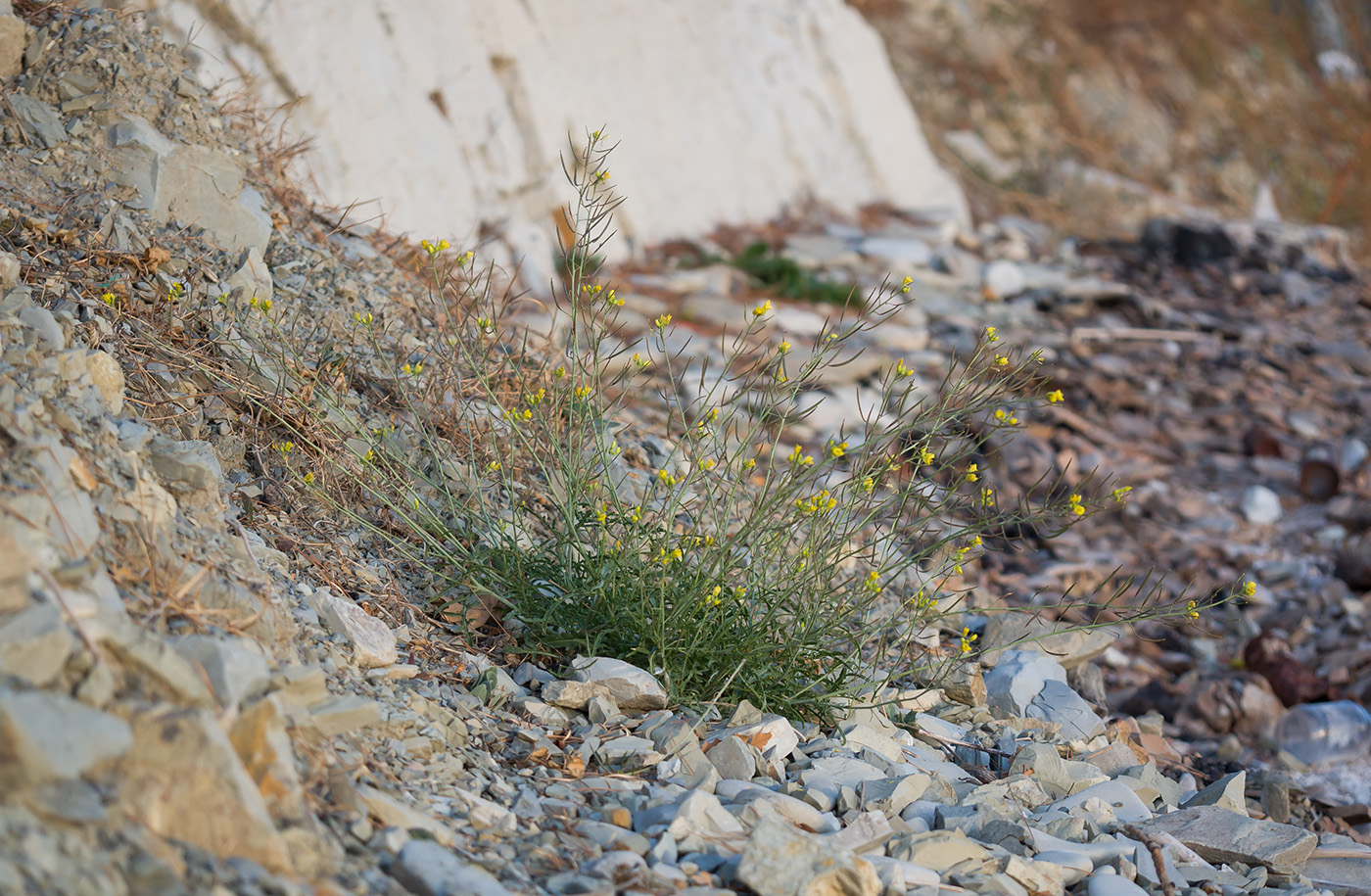 Image of Diplotaxis tenuifolia specimen.