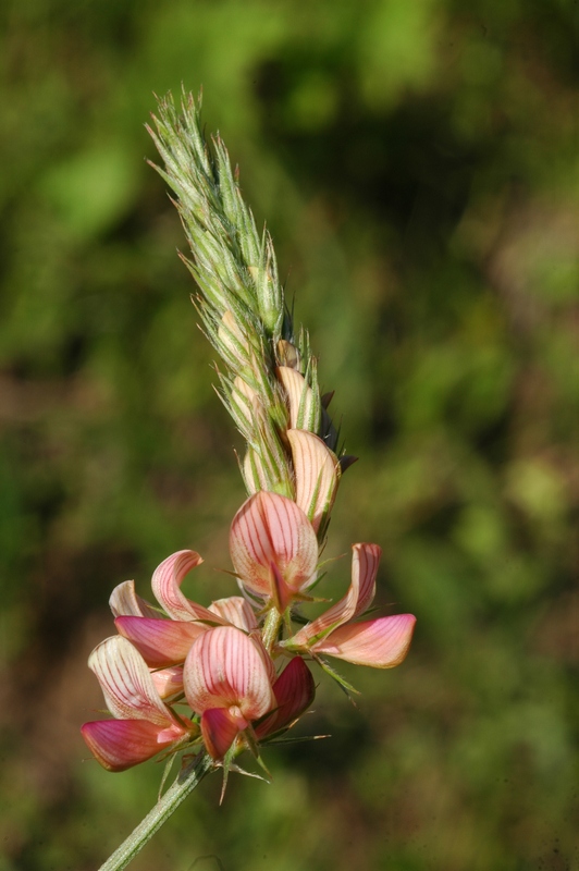 Image of Onobrychis arenaria specimen.