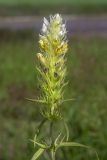 Image of taxon representative. Author is Виктор Шмонин