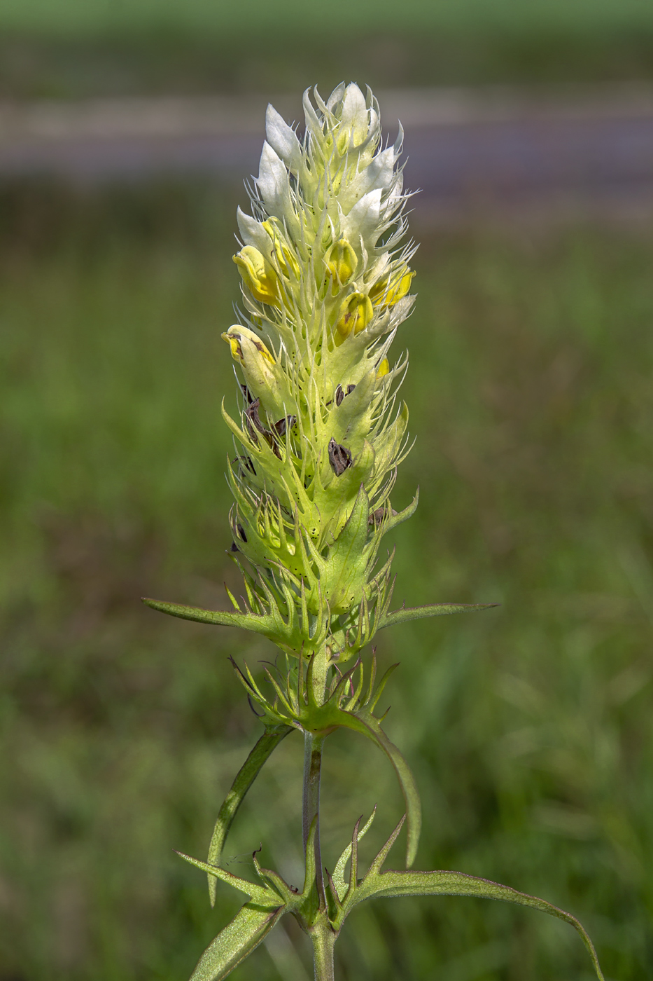 Изображение особи Melampyrum argyrocomum.