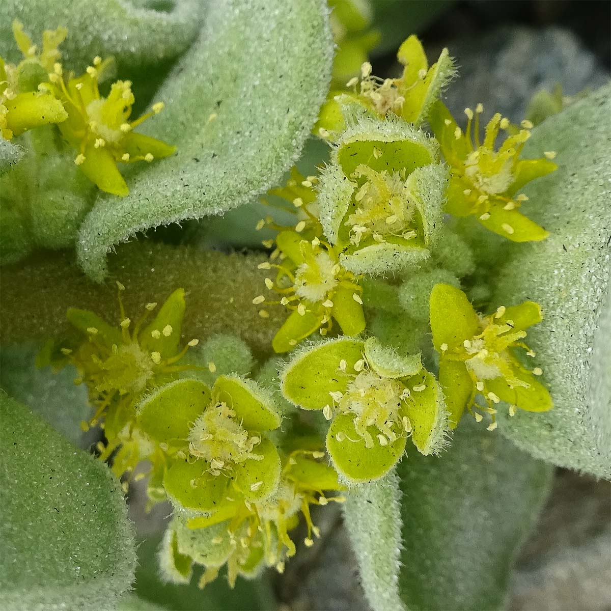 Image of Tetragonia maritima specimen.