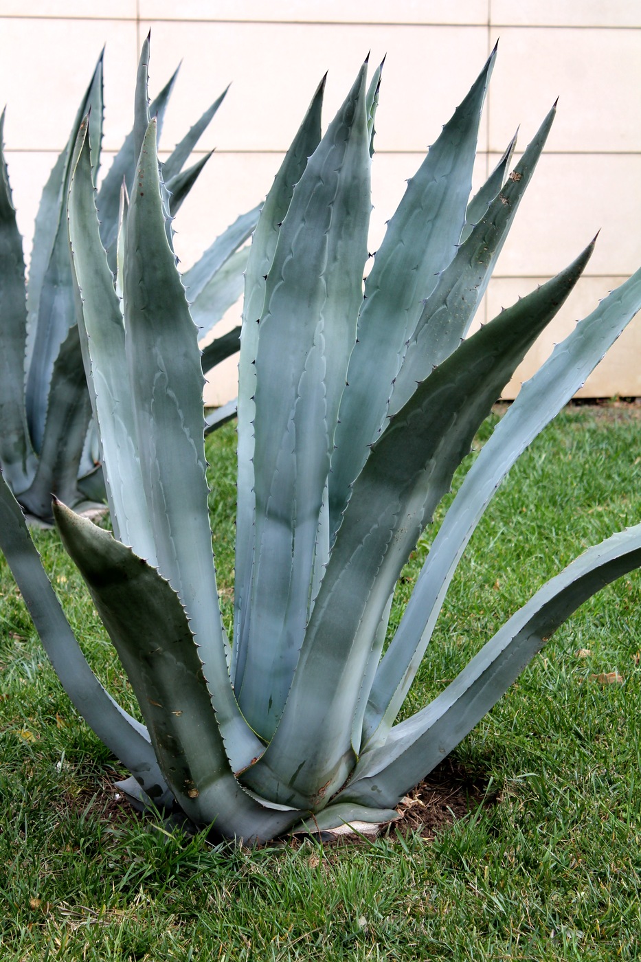 Изображение особи Agave americana.