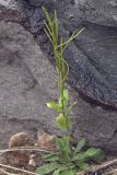 Arabis stelleri