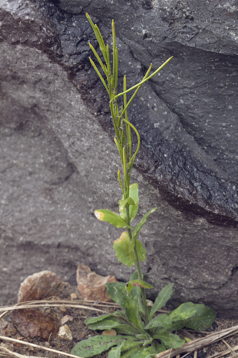 Image of Arabis stelleri specimen.