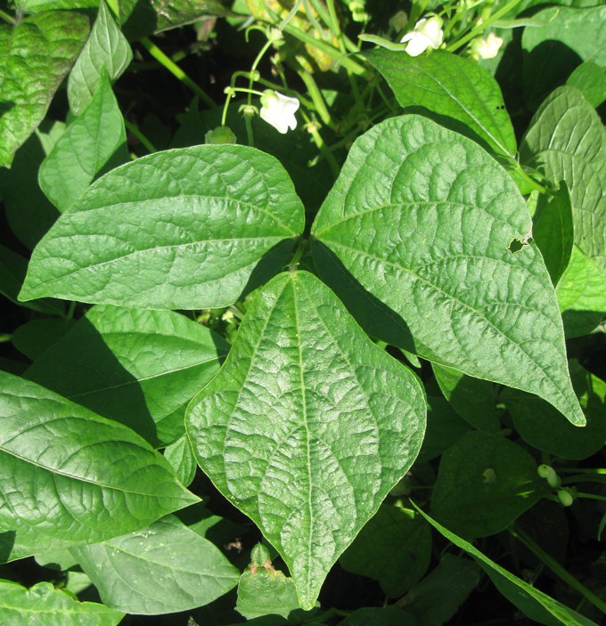 Image of Vigna unguiculata specimen.