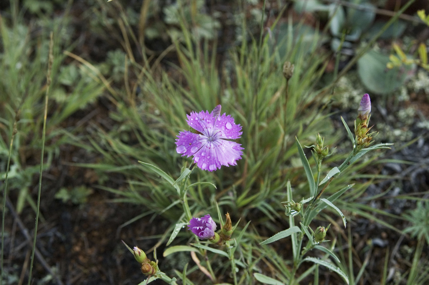 Image of Dianthus versicolor specimen.