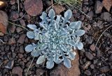 Echinops humilis