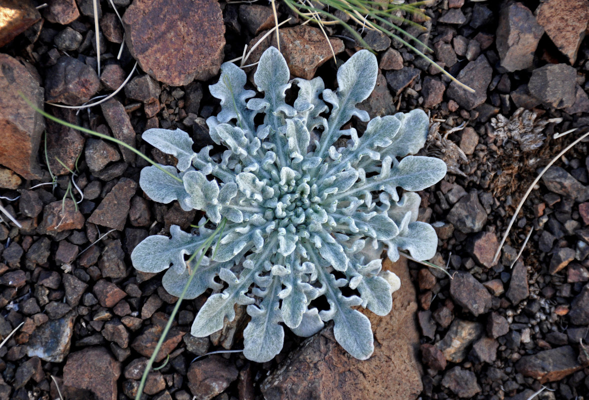 Изображение особи Echinops humilis.