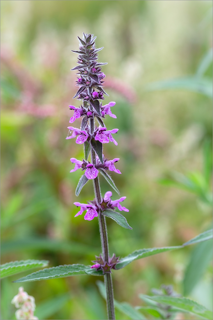 Изображение особи Stachys palustris.