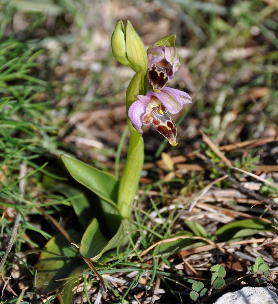 Изображение особи Ophrys lapethica.