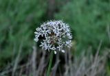 Allium tulipifolium. Соцветие. Астраханская обл., Богдинско-Баскунчакский заповедник, гора Большое Богдо, сухая степь. 01.05.2019.